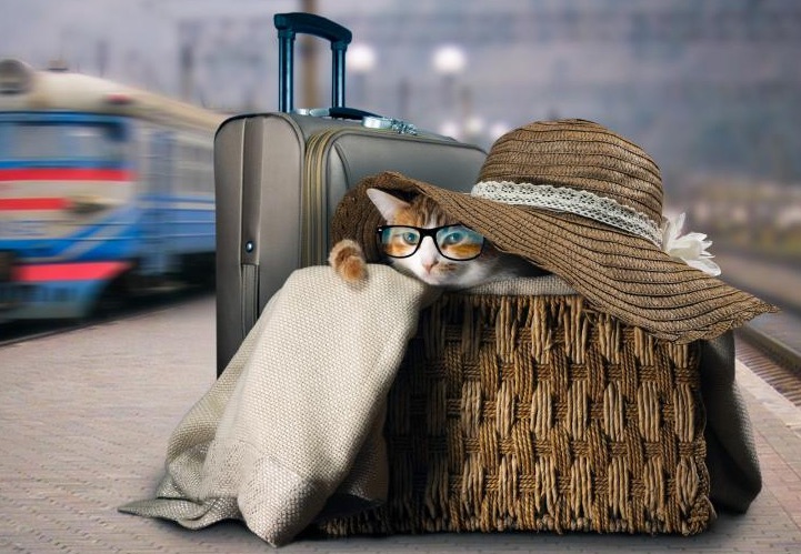 vacances chat bagages